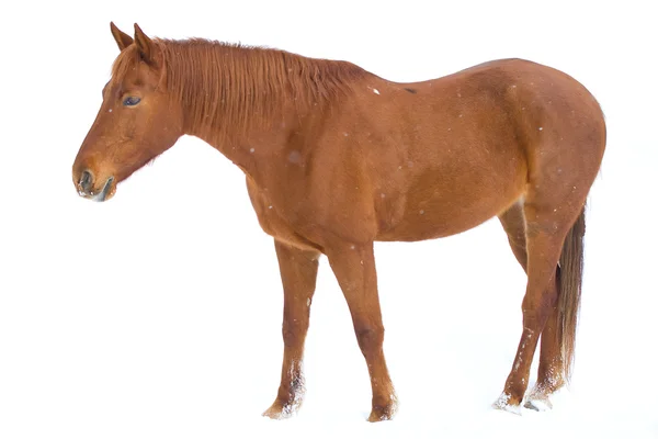 Brun häst på snö — Stockfoto