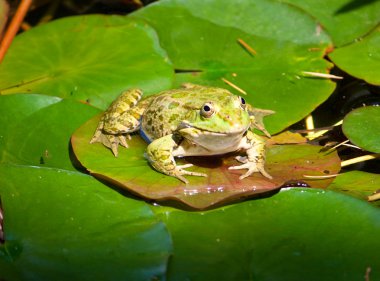 Frog on water-lily leaf clipart