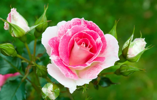 Rosa-branco rosas no fundo grama verde — Fotografia de Stock
