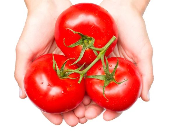 Три помидора в руках — стоковое фото