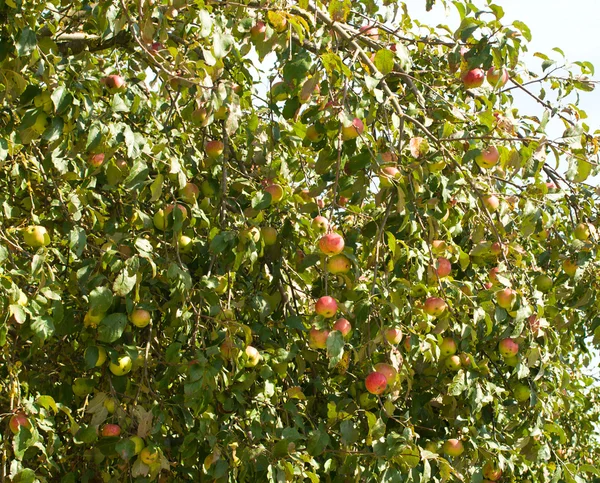 Äppelträd — Stockfoto