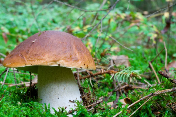 在森林里的大蘑菇 — 图库照片