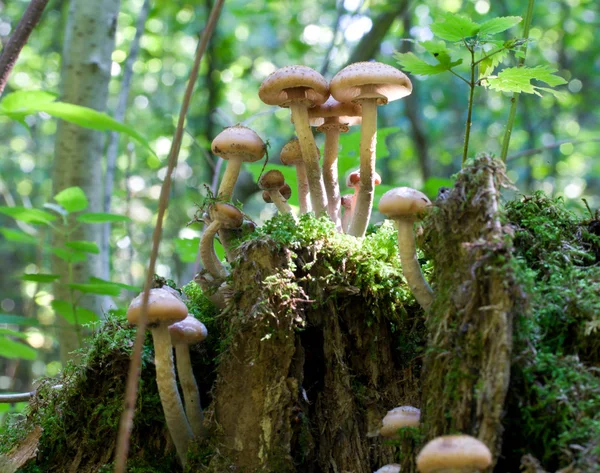 Agaric med houby na pařezu — Stock fotografie