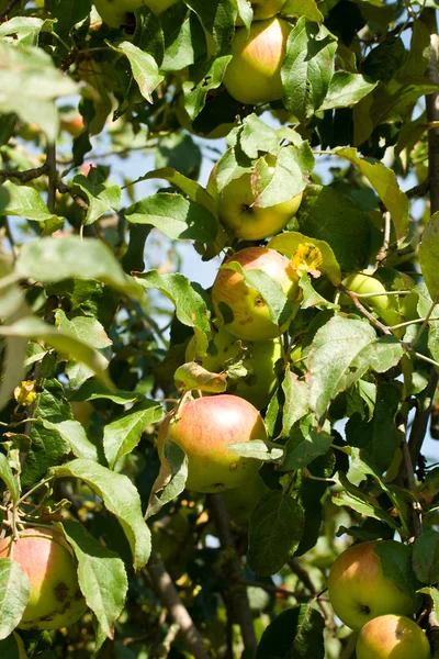 Спелые яблоки на ветвях — стоковое фото