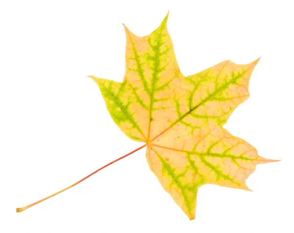 Падший жёлто-зелёный кленовый лист — стоковое фото