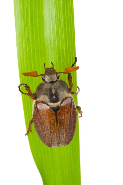 May-bug arrastrándose en la hoja aislada —  Fotos de Stock