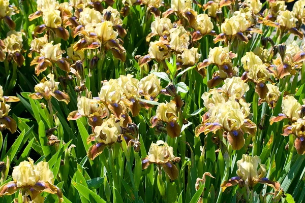 Yellow-brown-purple irises — Stock Photo, Image
