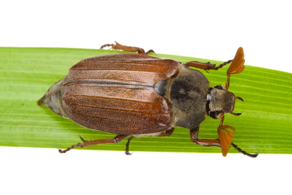 Big may-bug creeping on blade isolated — Stock Photo, Image