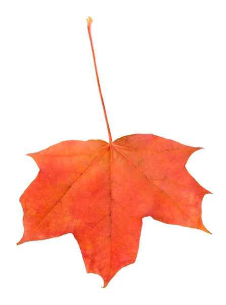 Klon czerwony liść na białym tle — Zdjęcie stockowe