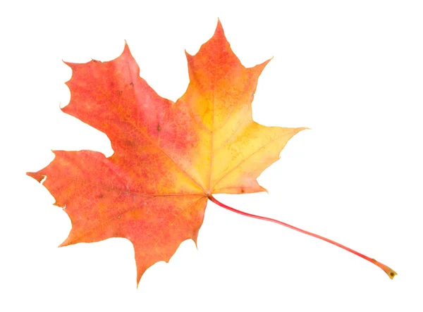 Červená žlutá javorový list izolované na bílém — ストック写真