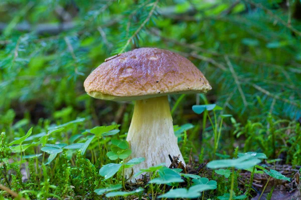 Vild svamp i skogen — Stockfoto