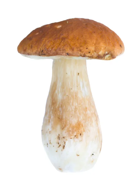 Cogumelo selvagem isolado — Fotografia de Stock