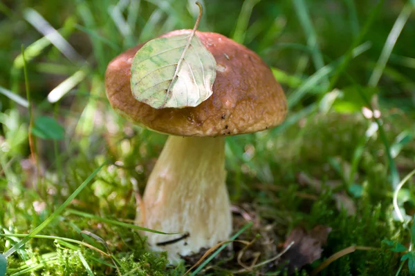 Wild mushroom with fallen leaf — Stock Photo, Image