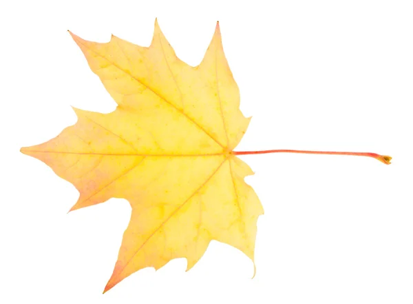 Yellow maple leaf isolated on white — Stock Photo, Image