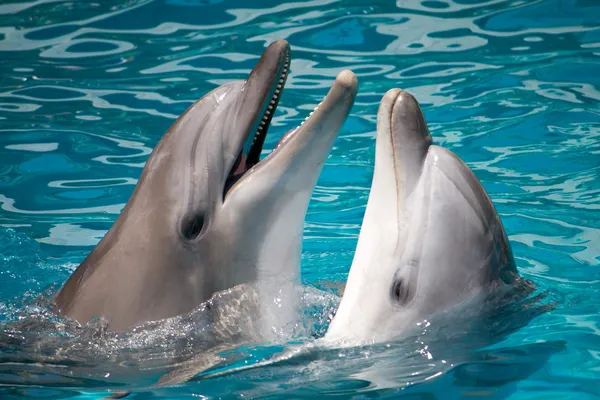 Pair of dolphins in water — Stock Photo, Image
