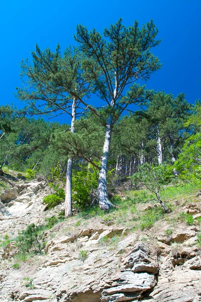 Two pine-trees on mountainside — Stock Photo, Image