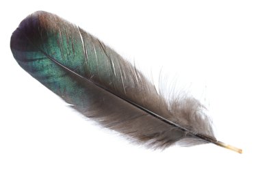 Black feather isolated clipart