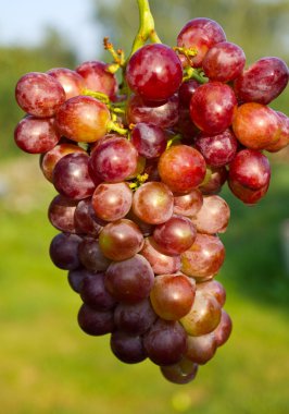 Branch of ripe grapes clipart