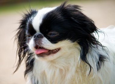 Portrait of small japanese chin puppy clipart