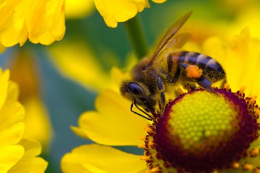 küçük arı sarı çiçek nektarı toplamak