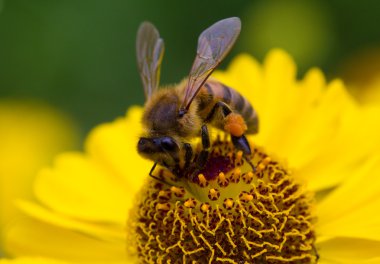 küçük arı sarı çiçek nektarı toplamak