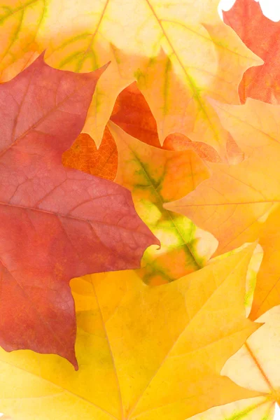 Otoño de arce hojas de fondo —  Fotos de Stock