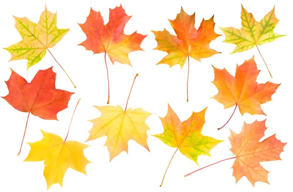 Autumn maple leaves set — Stock Photo, Image