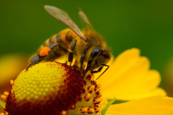 Бджола на жовтій квітці — стокове фото