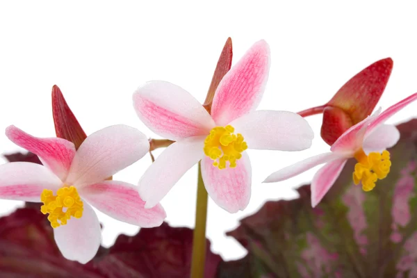 Begonia flores — Fotografia de Stock
