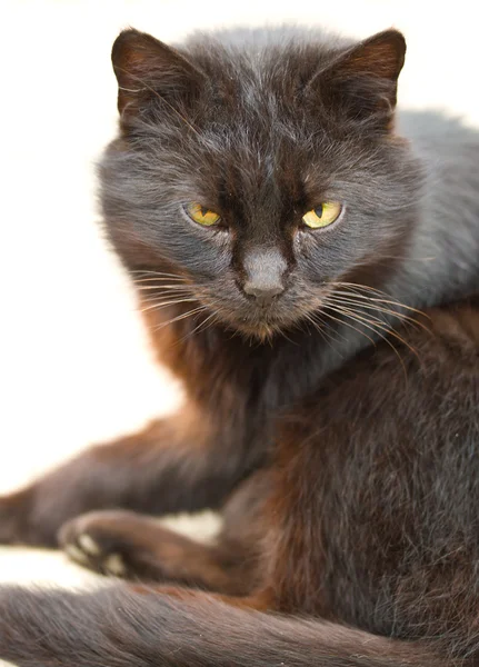 Gato preto olhando para você — Fotografia de Stock