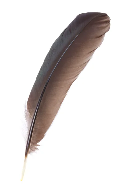 Black feather isolated — Stock Photo, Image