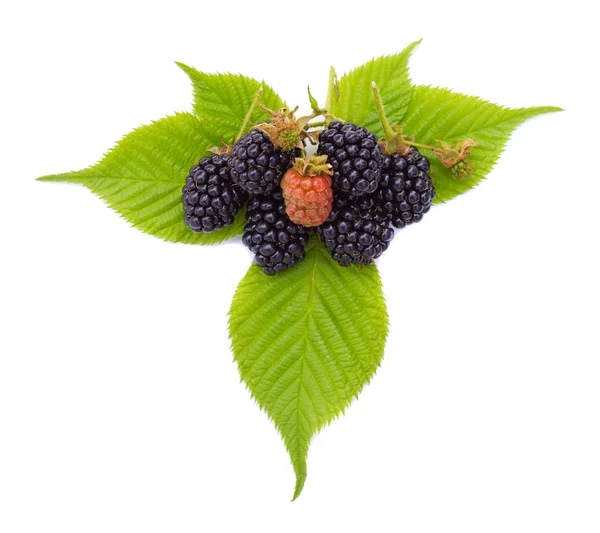 Close-up ripe blackberries on leaves — Stock Photo, Image