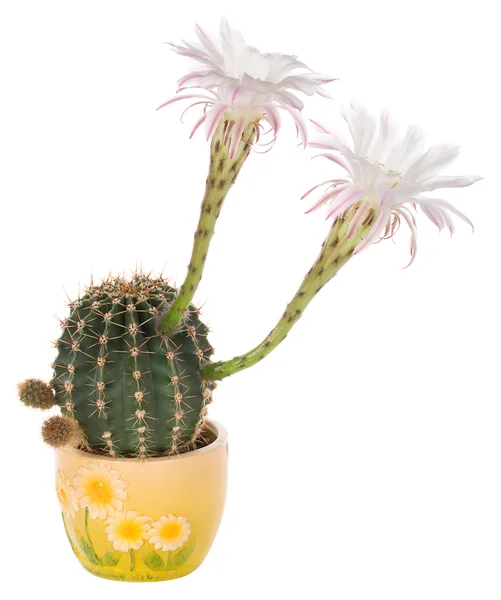 Blossoming cactus with white flowers — Stock Photo, Image