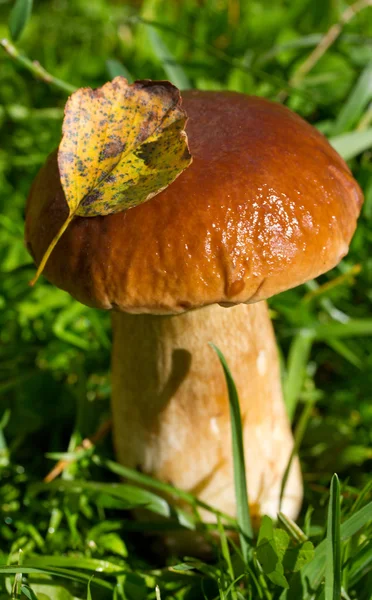 Sieni metsässä — kuvapankkivalokuva