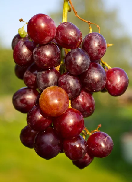 Oddział czerwony dojrzałe winogrona — Zdjęcie stockowe