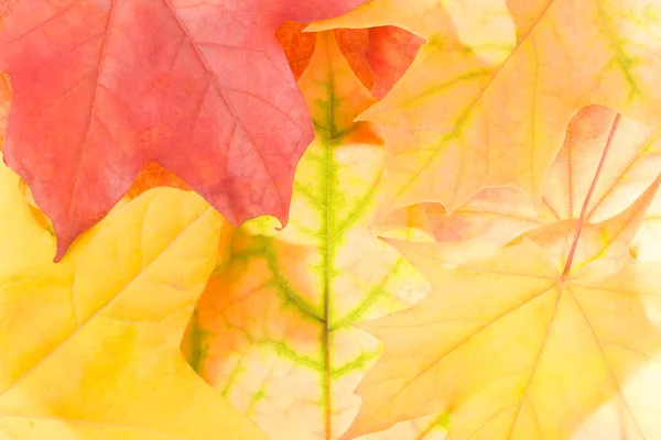 단풍나무 잎의 배경 — 스톡 사진