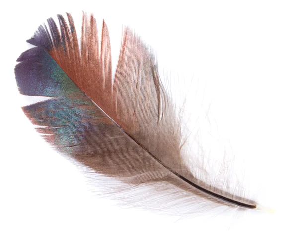 Brown feather isolated — Stock Photo, Image