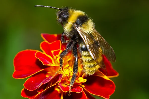 Bumblebee on red flower — Stock Photo, Image