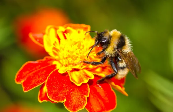 Bumblebee on red flower — Stock Photo, Image