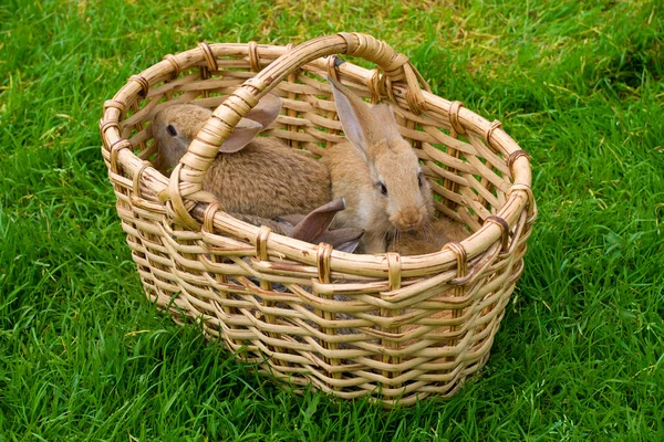 Кролики в корзине — стоковое фото