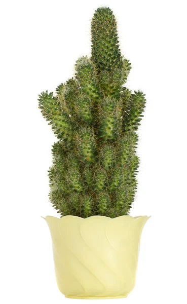 Cactus in pot — Stock Photo, Image