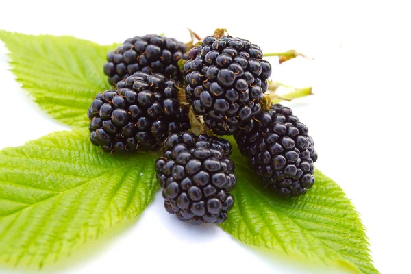 叶子上的特写成熟黑莓 — 图库照片