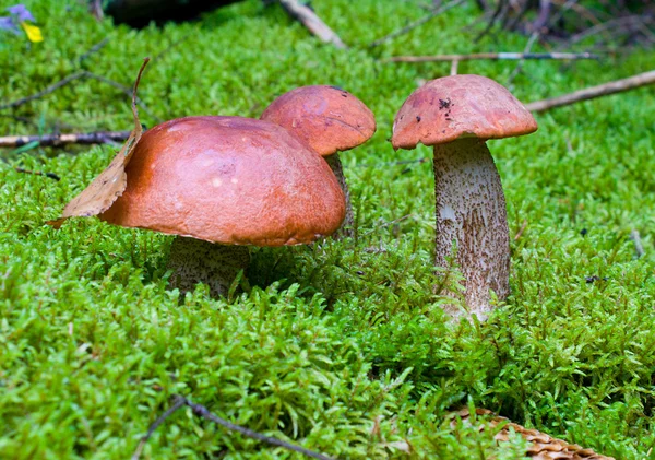 Close-up três cogumelos laranja-copo — Fotografia de Stock