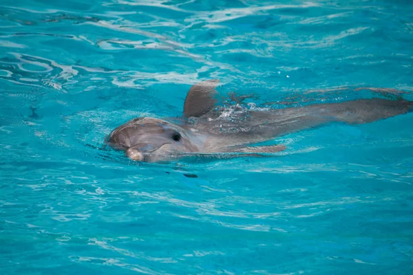 Дельфін, плавання у воді — стокове фото