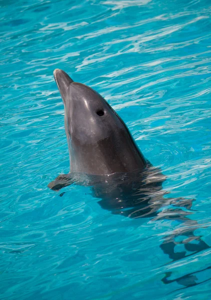 Delfiner simma i vatten — Stockfoto