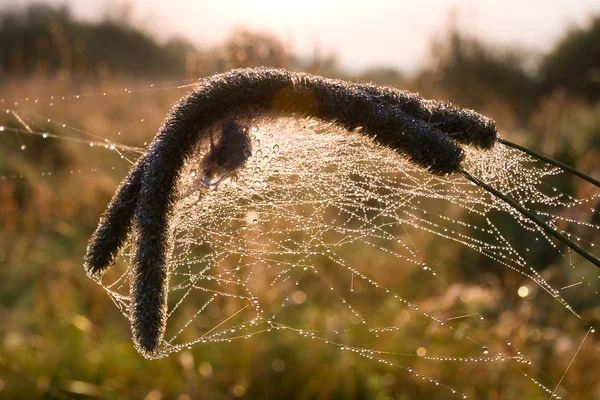 Dry grass in spiders web — Stock Photo, Image