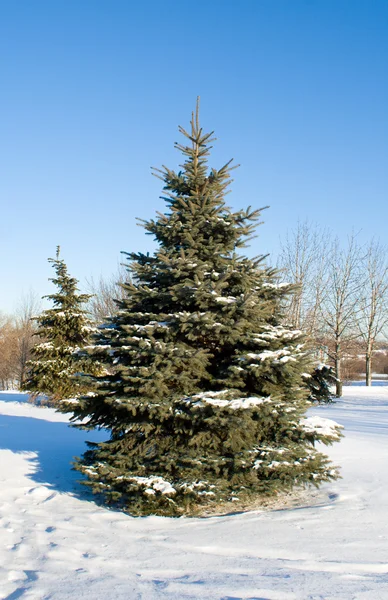 Zimní strom jedle — Stock fotografie