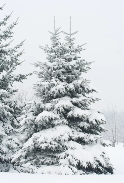 积雪覆盖的杉木树 — 图库照片