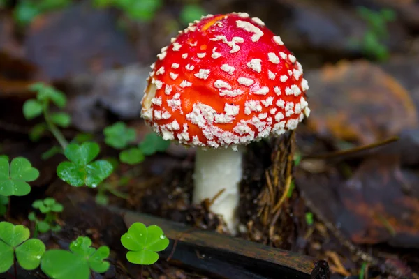 Fly agaric in the forest — Stock Photo, Image