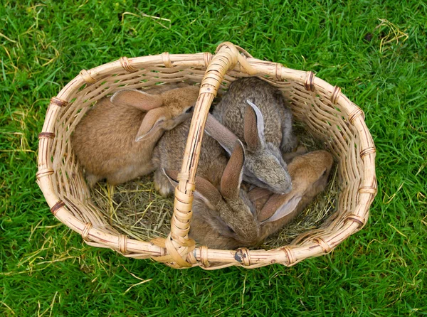 Four bunnies in basket — Stock Photo, Image